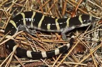 养蝾螈需注意什么哪种蝾螈最好养,观赏蝾螈怎么养才能养活