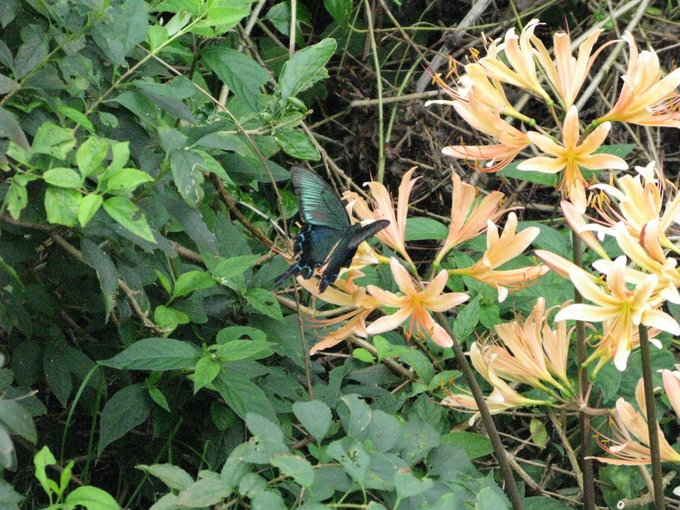 济州岛4日跟团游价格,济州岛4日游价格