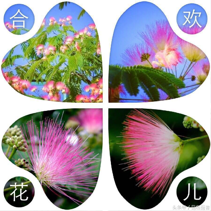 《甄嬛传》里的*欢合**花，你了解有多少？