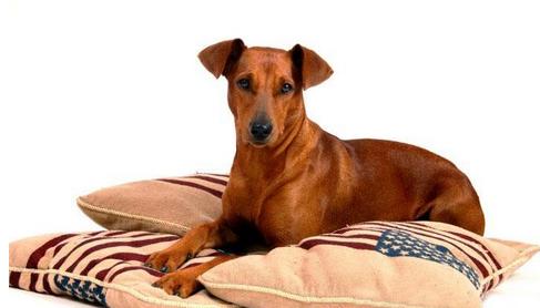 FCI的10个犬种组