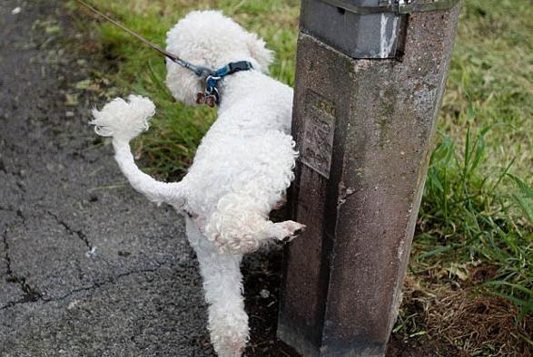 狗狗尿液很黄可能是这几个原因,狗狗尿液一直是黄色的正常吗