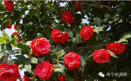 南宁漫山遍野的格桑花盛开,南宁最美小众花海