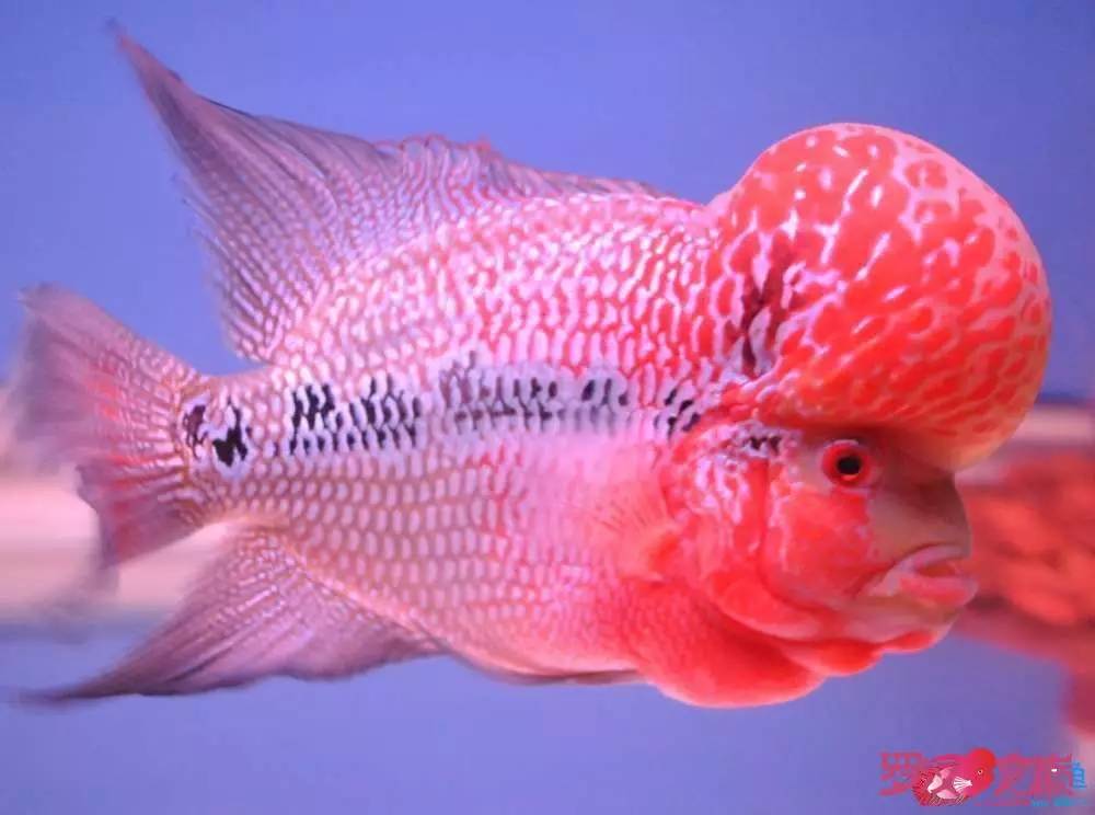 罗汉鱼烧尾用什么药好,罗汉鱼烧尾恢复过程