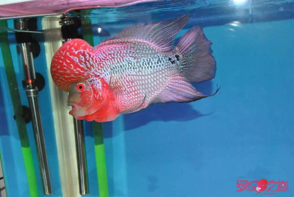 罗汉鱼烧尾用什么药好,罗汉鱼烧尾恢复过程