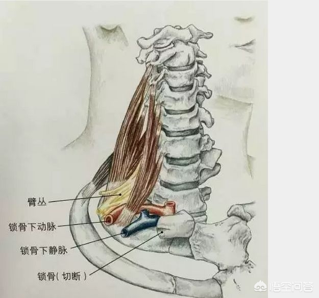 解决脖子前倾的问题,脖子伸不直如何改善