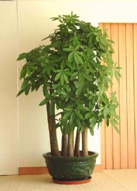 什么花属于吸毒植物,分享五款吸毒植物选盆搬回家吧