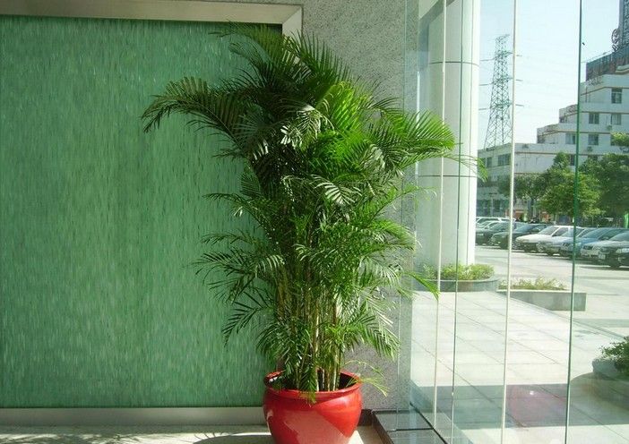 什么花属于吸毒植物,分享五款吸毒植物选盆搬回家吧