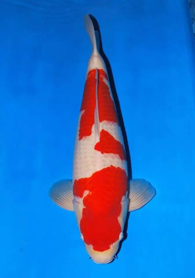 锦鲤养殖的方法与技巧,最简单的锦鲤饲养方法