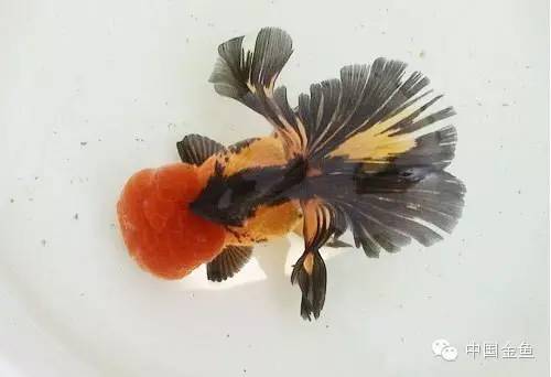龙眼金鱼和蝶尾金鱼有什么区别,大尾金鱼品种图谱大全