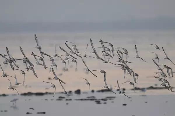 还你一个五星级的深圳湾!水质变清,小鱼小虾都回来啦