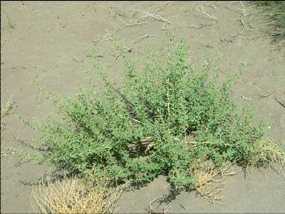 神奇的沙漠美丽的景观,神奇的物种沙漠生活