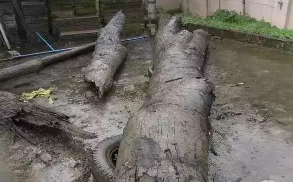 老宅发现100年前乌木,江西小山村挖出价值1亿的乌木