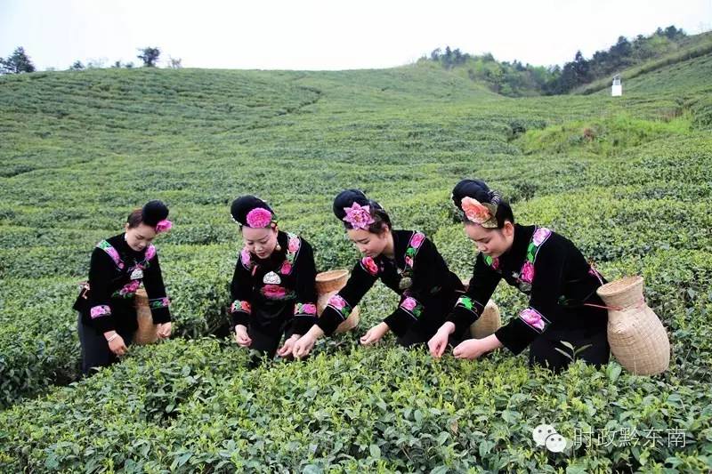 雷山县银球茶西江展示店,贵州省雷山县银球茶
