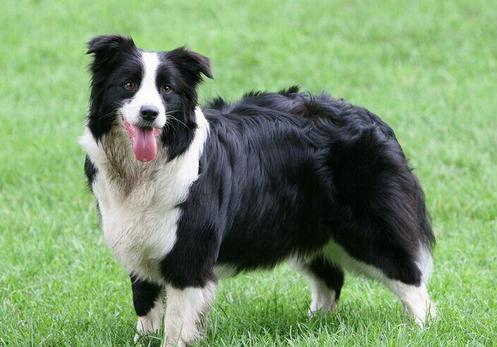 FCI的10个犬种组