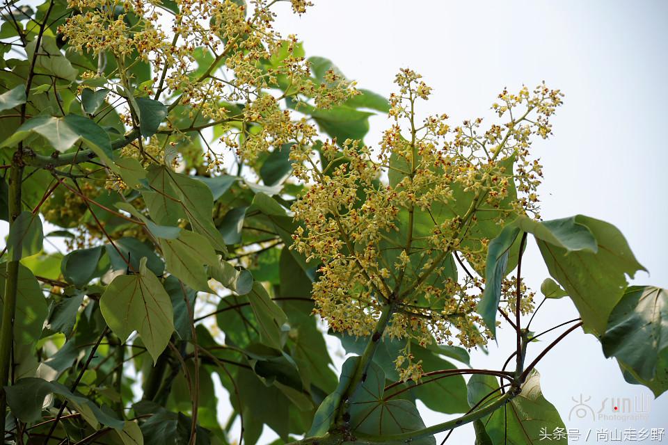 杩欐墠鏄湡姝g殑鍑ゅ嚢灞曠繀,杩欐墠鏄嚖鍑拌鏈夌殑鏍峰瓙