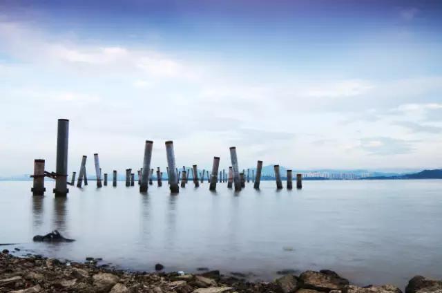 还你一个五星级的深圳湾!水质变清,小鱼小虾都回来啦