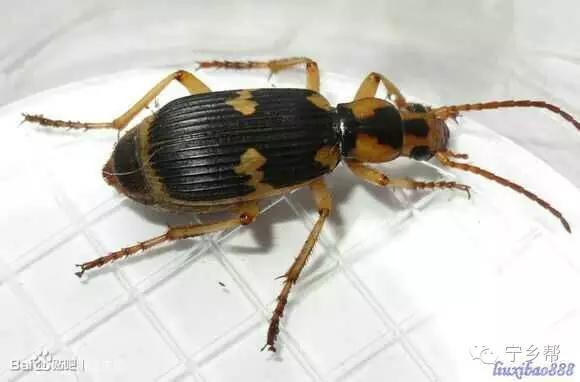 湖南乡村记实《童年杂记——虫伴》，值得一读！