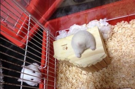 家里的仓鼠跑走了,家里的仓鼠跑出来了会躲在哪里