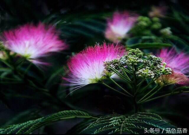 《甄嬛传》里的*欢合**花，你了解有多少？