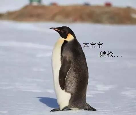 海洋动物 | 萌萌哒的企鹅君 在上古时期是洪荒巨兽！？