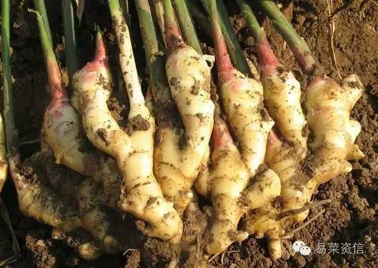 生姜种植技术书籍推荐,种生姜正确方法