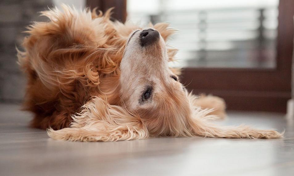 警惕这10种常见的东西是猫的毒药,警惕50种有毒植物