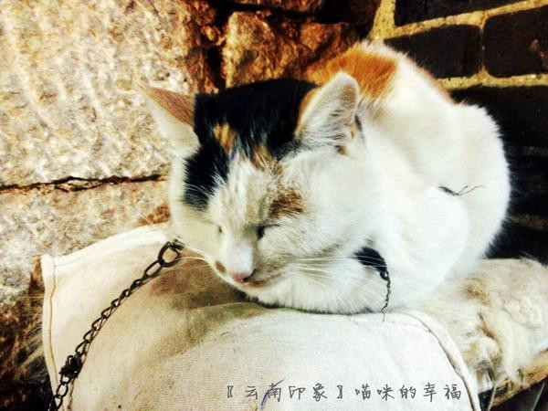 人生若只如初见在广州,人生若只如初见云南