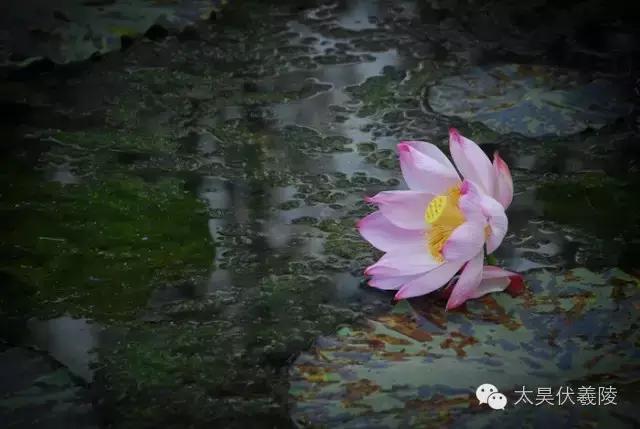 淮阳龙湖荷花视频,淮阳龙湖看荷花