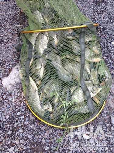 一味浮漂和小凤仙浮漂哪家的好,一味浮漂多少钱一个