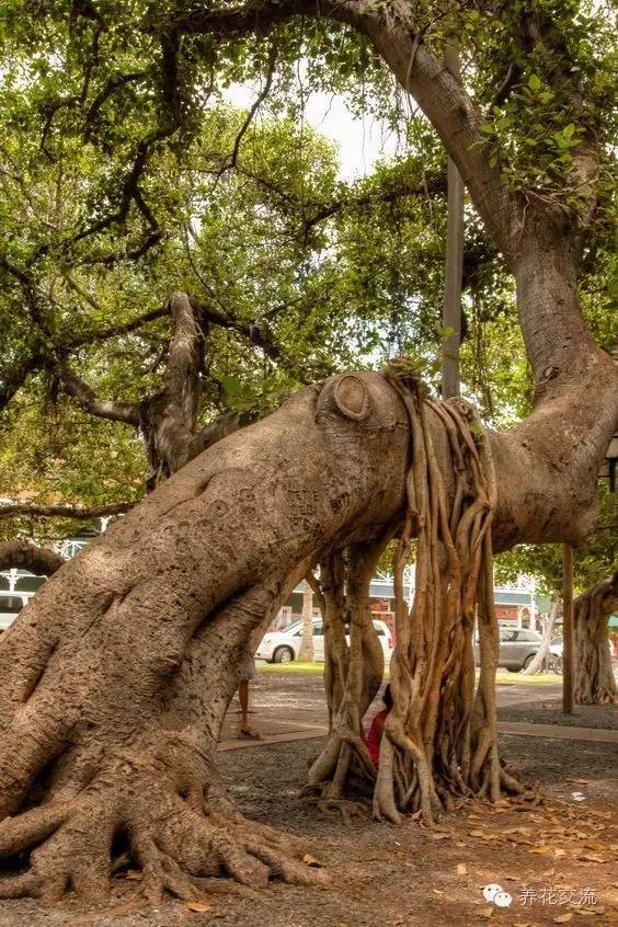 家庭的所有榕树盆栽,家庭养的榕树有什么品种