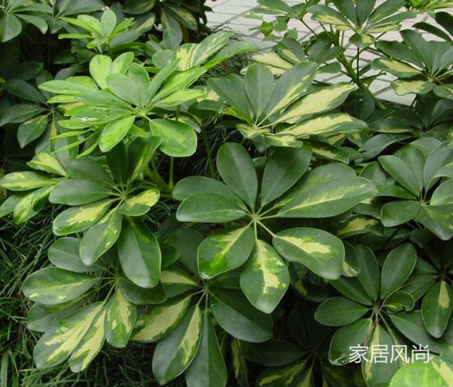 孕妇可以养净化空气的室内植物,室内适合孕妇净化空气的植物