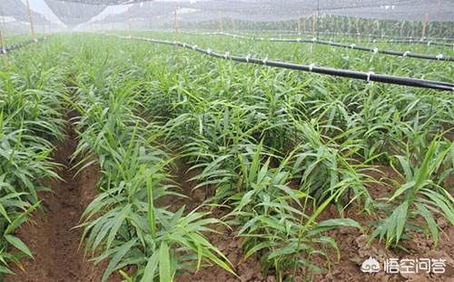 生姜种植技术怎样选择姜种,生姜种植技术怎样种植生姜