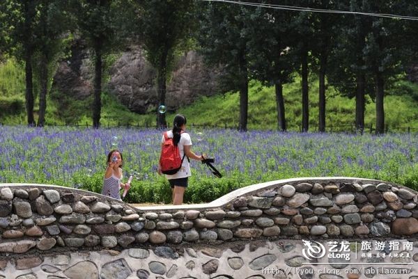 紫海香堤香草艺术庄园特色,紫海香堤香草艺术庄园怎么样