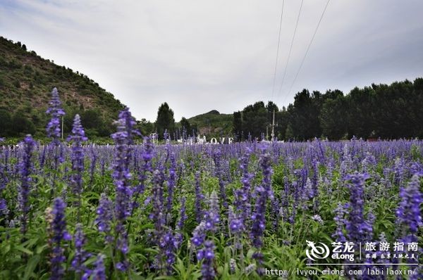 紫海香堤香草艺术庄园特色,紫海香堤香草艺术庄园怎么样