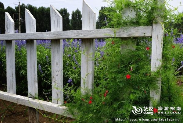 紫海香堤香草艺术庄园特色,紫海香堤香草艺术庄园怎么样
