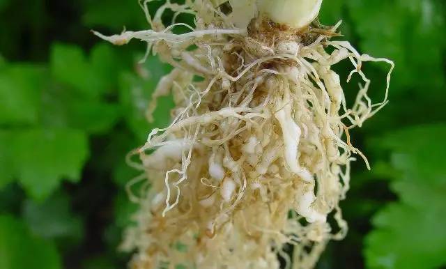 芹菜种植技术和管理方法及病害,芹菜苗期有哪些细菌性病害