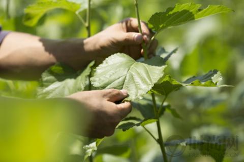 莹透净澈光采洋溢幻亮新生耀现美肌光采基础护理系列全新上市