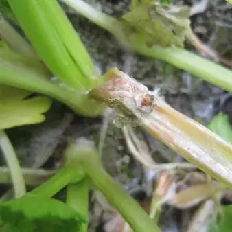 芹菜种植技术和管理方法及病害,芹菜苗期有哪些细菌性病害