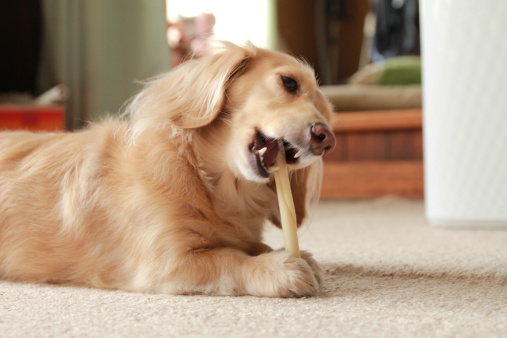 怎么让狗粮变干净,如何制作或挑选一种合适的狗粮