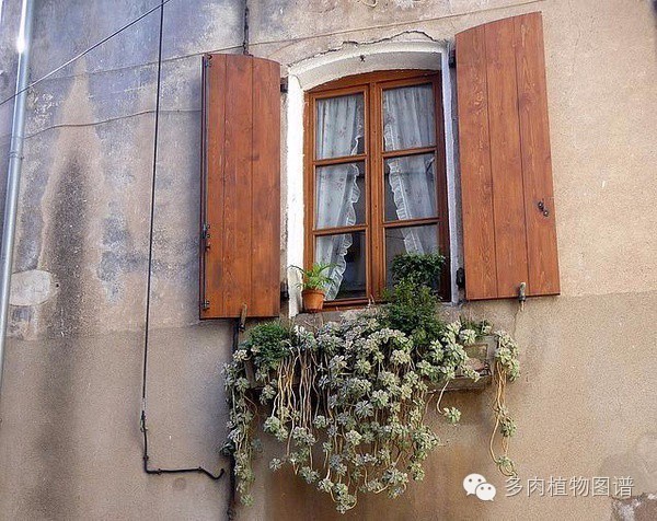 韩国精美多肉,欧美风多肉