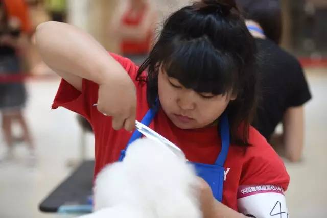 “源食”第五届中国宠物造型达人秀——哈尔滨赛区报道