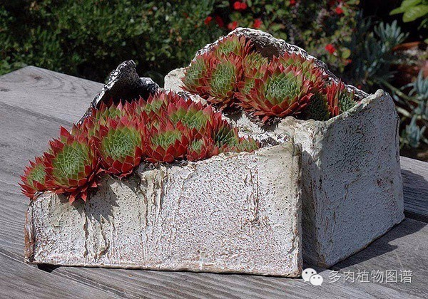 韩国精美多肉,欧美风多肉