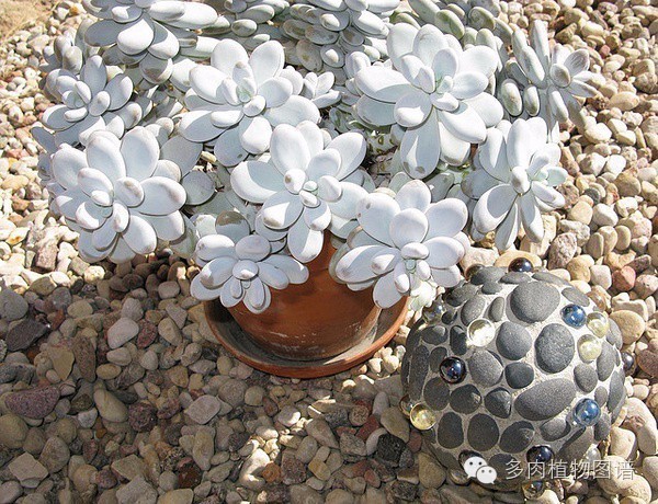 韩国精美多肉,欧美风多肉