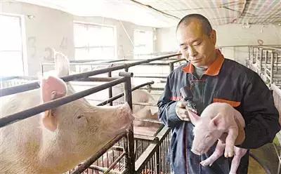 防止仔猪压死的措施,保育仔猪副猪如何预防及治疗