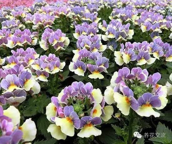 20种一二年生花卉,22种花朵