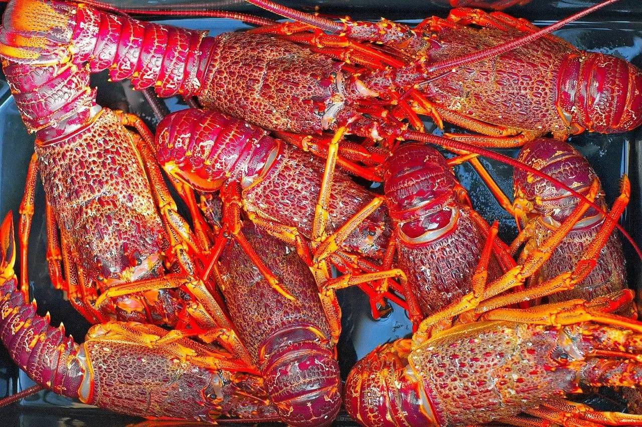 新西兰南岛大海,新西兰海鲜哪个最好吃视频