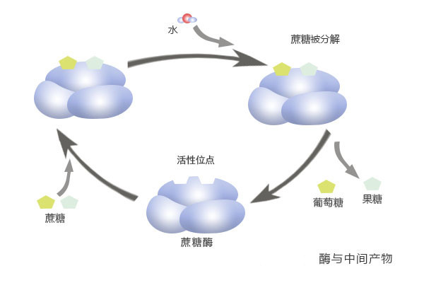 新陈代谢科普视频,怎么知道新陈代谢好不好