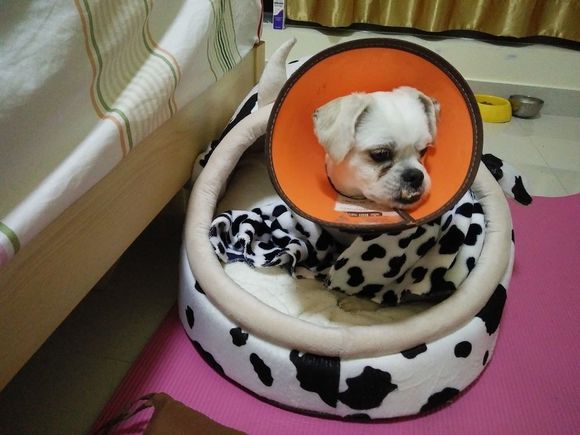 拯救狗狗不被蜜蜂蜇,拯救狗狗原版