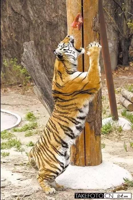 孩子喜欢的动物园,孩子喜欢的动物你绝对想不到