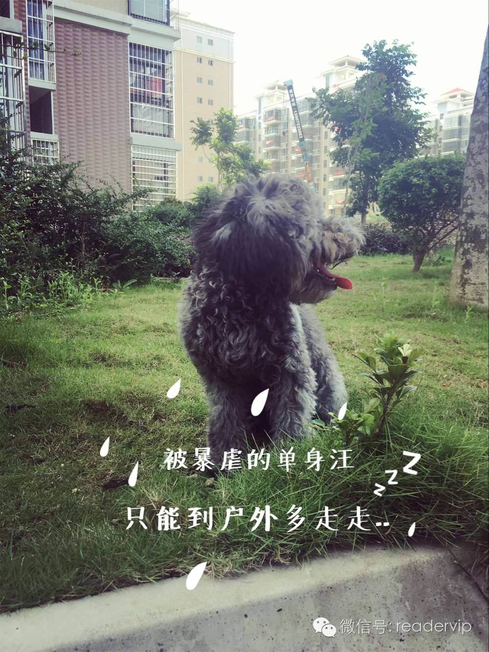 教做狗粮,最安全最健康的狗粮制作方法